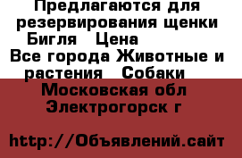 Предлагаются для резервирования щенки Бигля › Цена ­ 40 000 - Все города Животные и растения » Собаки   . Московская обл.,Электрогорск г.